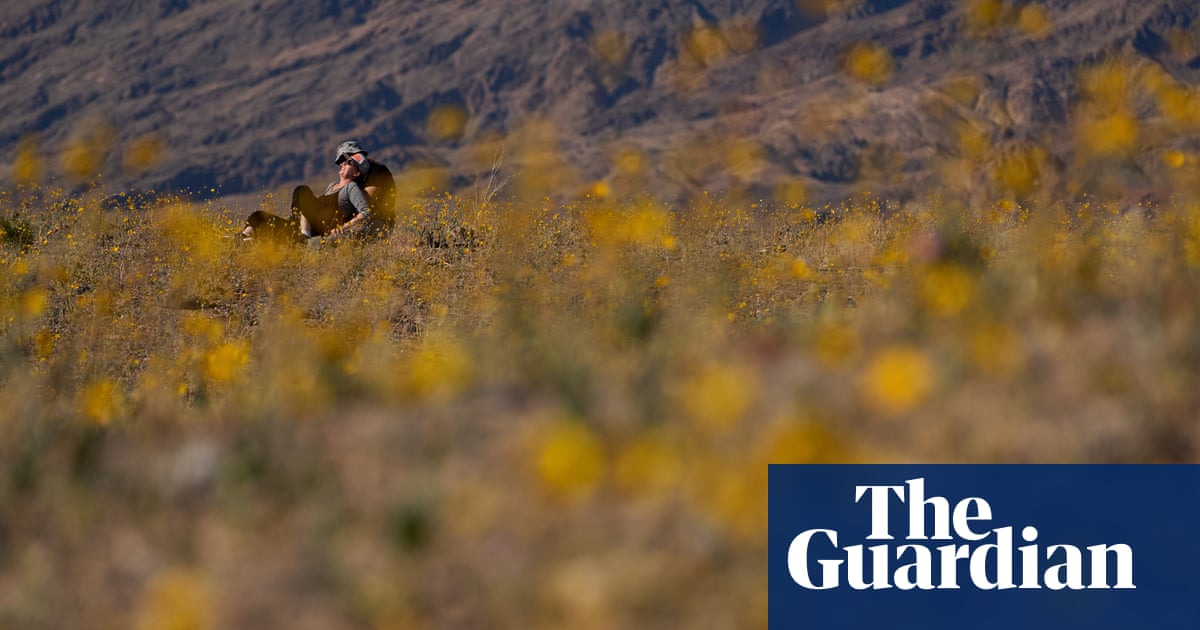 Death Valley bursts into superbloom for first time in a decade