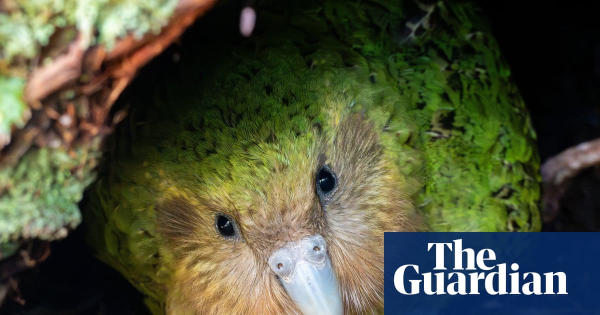 ‘My lovely distraction’: live stream of kākāpō – world’s fattest parrot – and her chicks captivates New Zealand