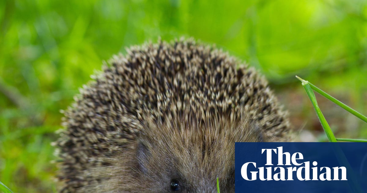 Ultrasound repellers could keep hedgehogs off roads, scientists hope