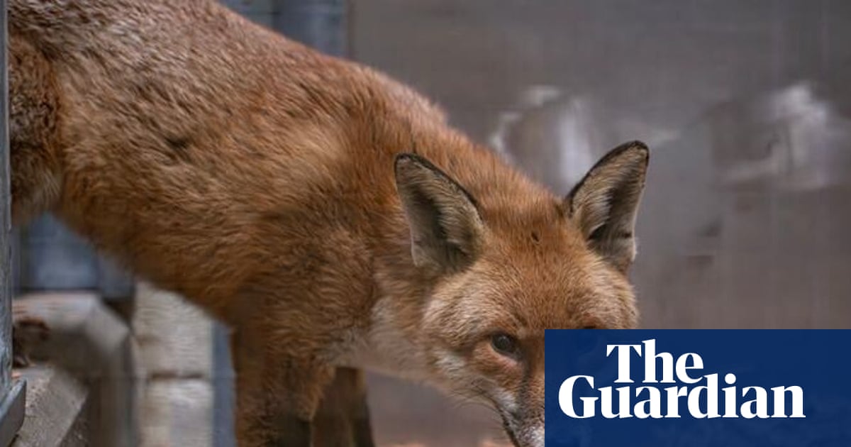 Stowaway fox travels on cargo ship from England to US