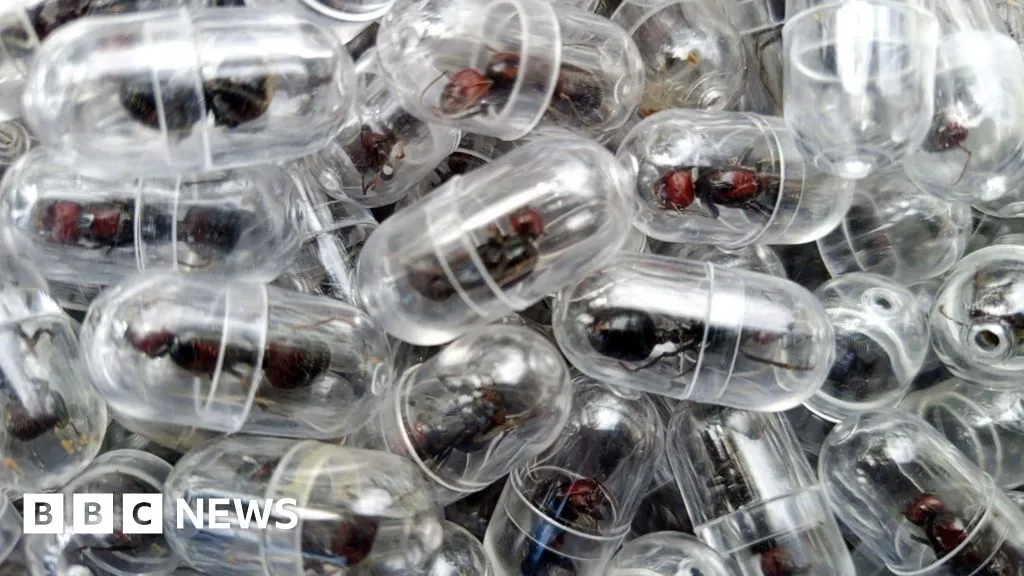 Chinese national arrested over attempt to smuggle 2,000 queen ants from Kenya 