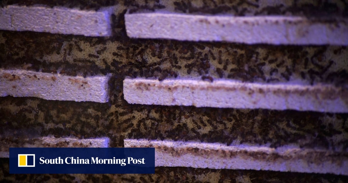 Ant smuggling rises in Kenya as Chinese national caught with 2,238 insects at airport