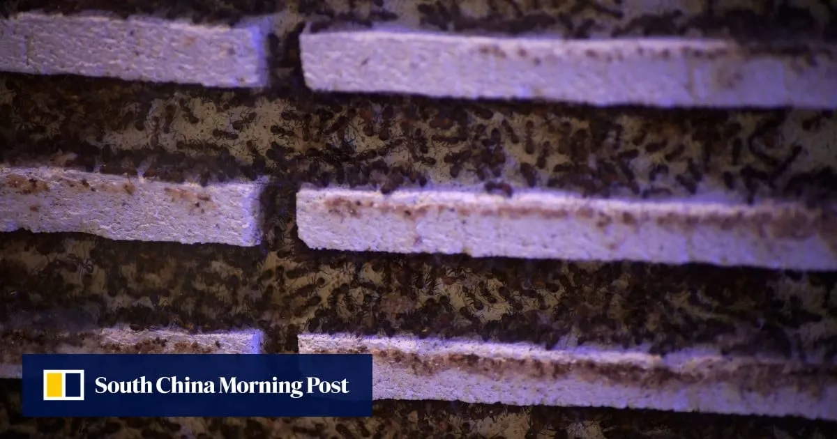 Ant smuggling rises in Kenya as Chinese national caught with 2,238 insects at airport