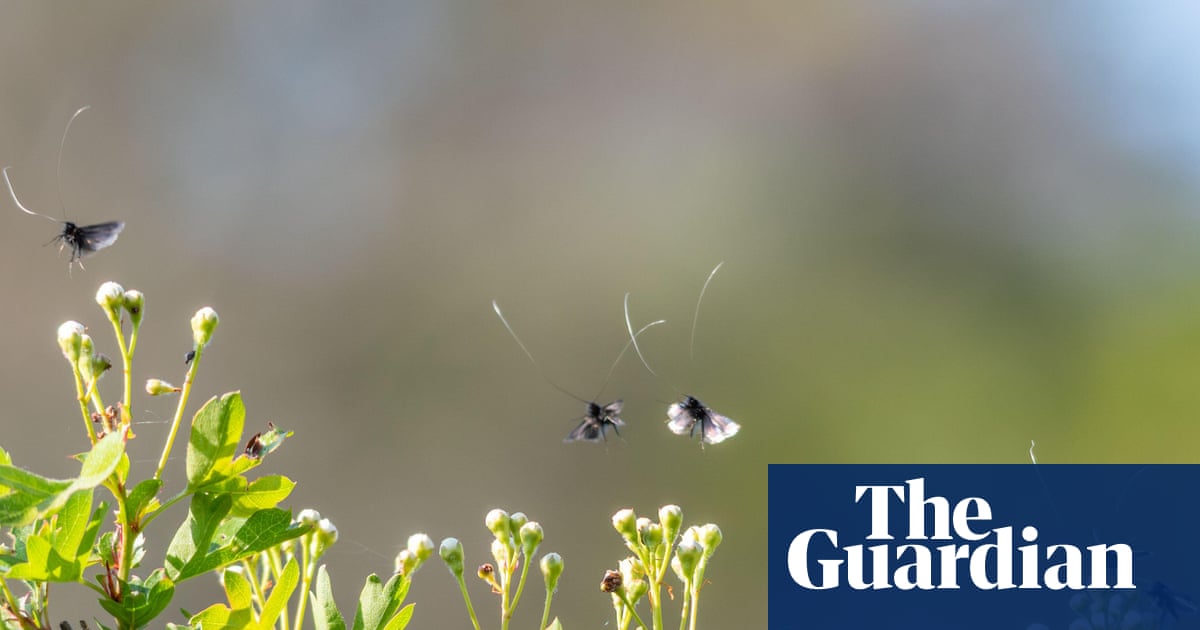Night-flying insects over UK in decline, weather radar study reveals