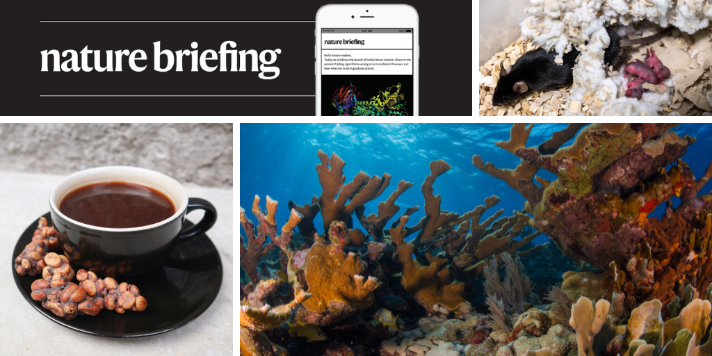 Daily briefing: Key coral species are functionally extinct after record-breaking heatwave