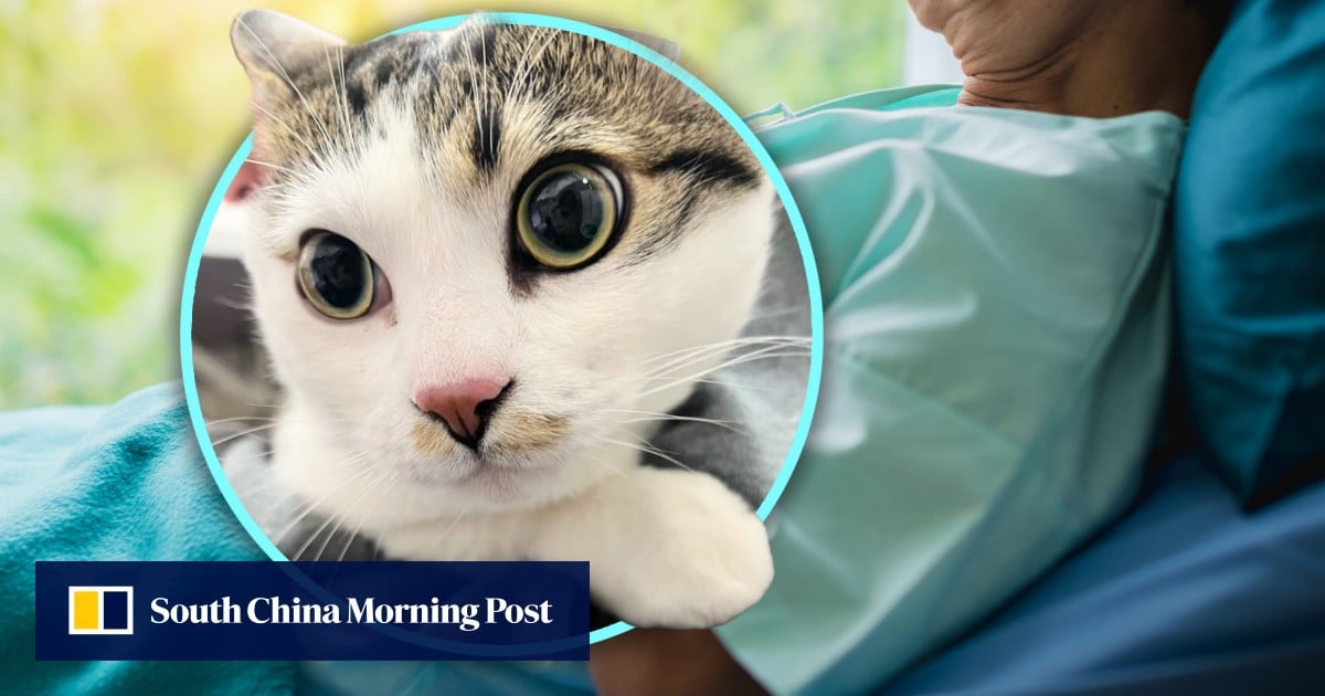 China pet shop owner finds dumped cat with touching note and cash from elderly facing surgery