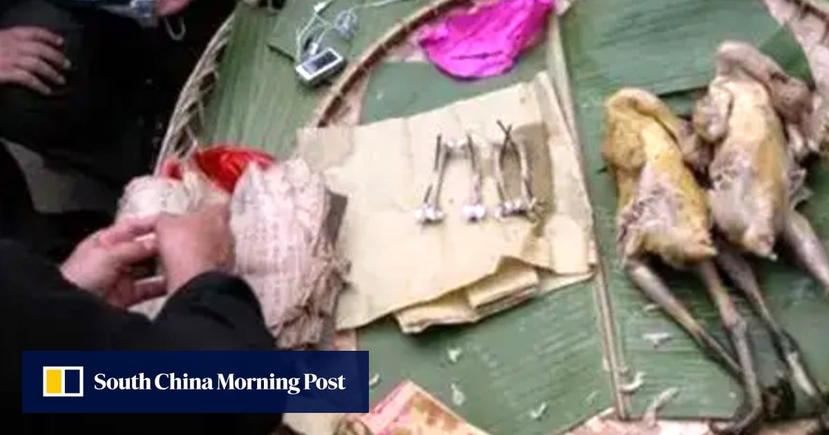 How China ethnic minority groups use chicken bones of small roosters to predict fortunes