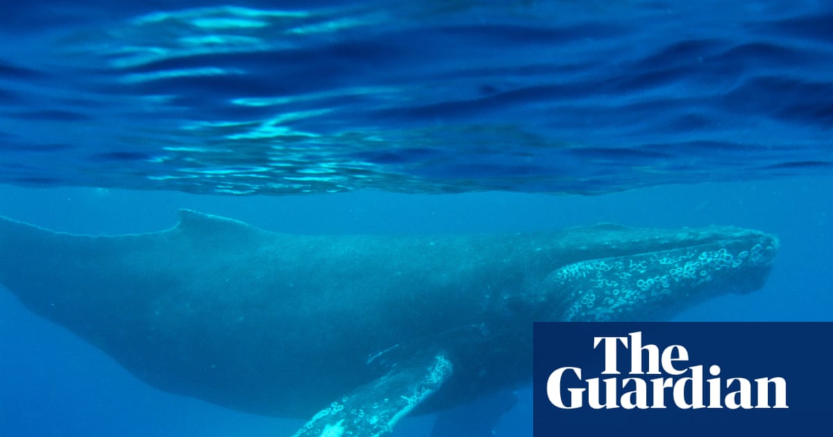Oldest-known whale song recording provides new insight into ocean sounds