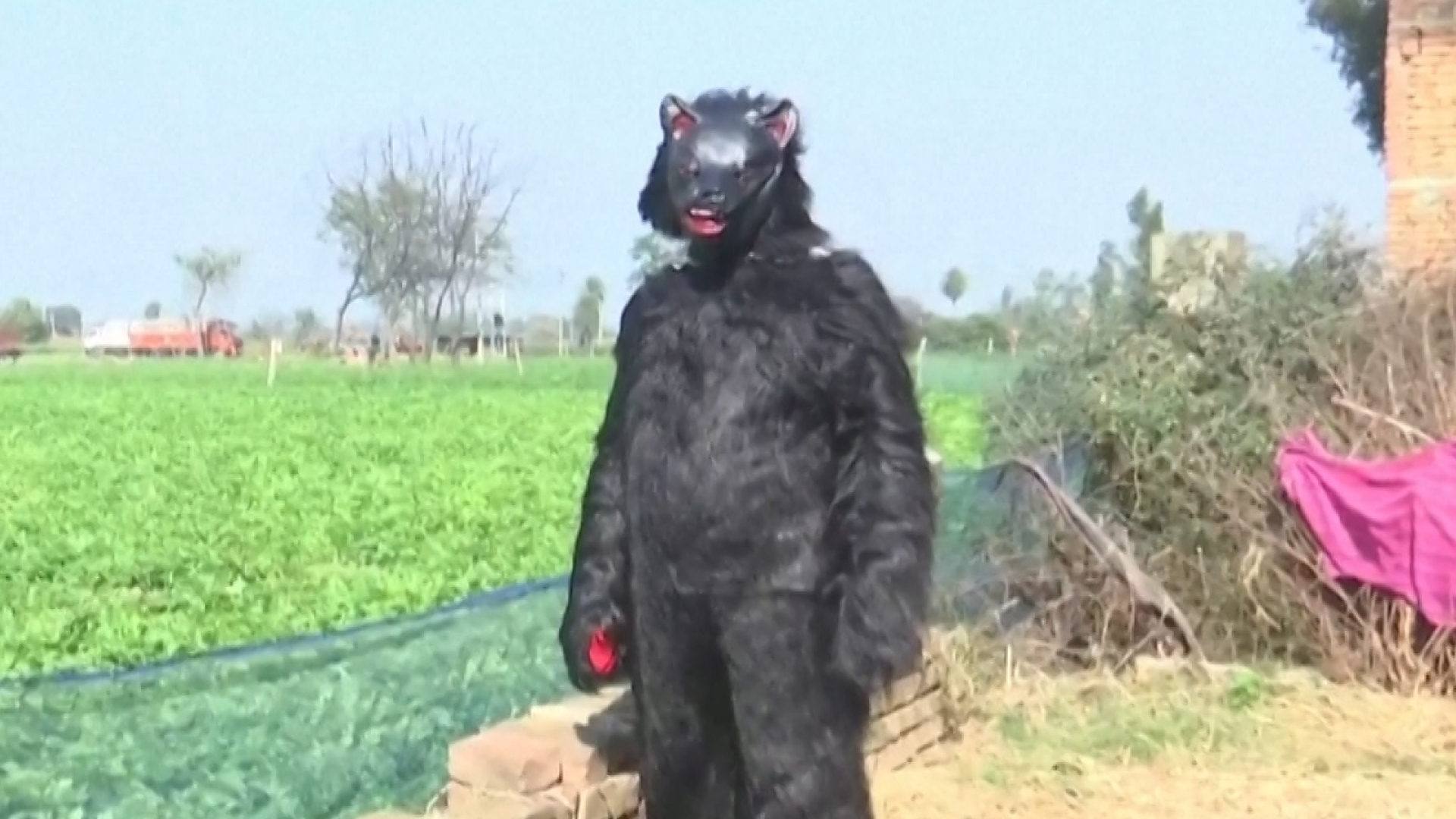 Indian farmers dress up as bears to protect crops from monkeys