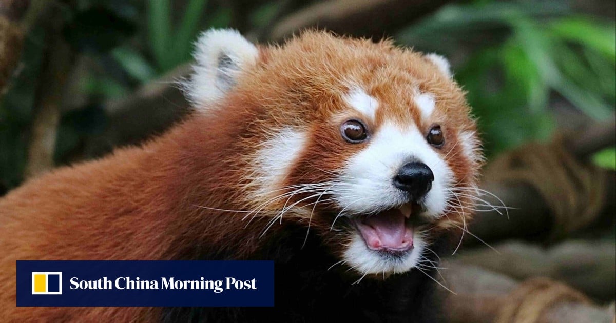 Hong Kong’s Ocean Park euthanises 17-year-old red panda Rou Rou
