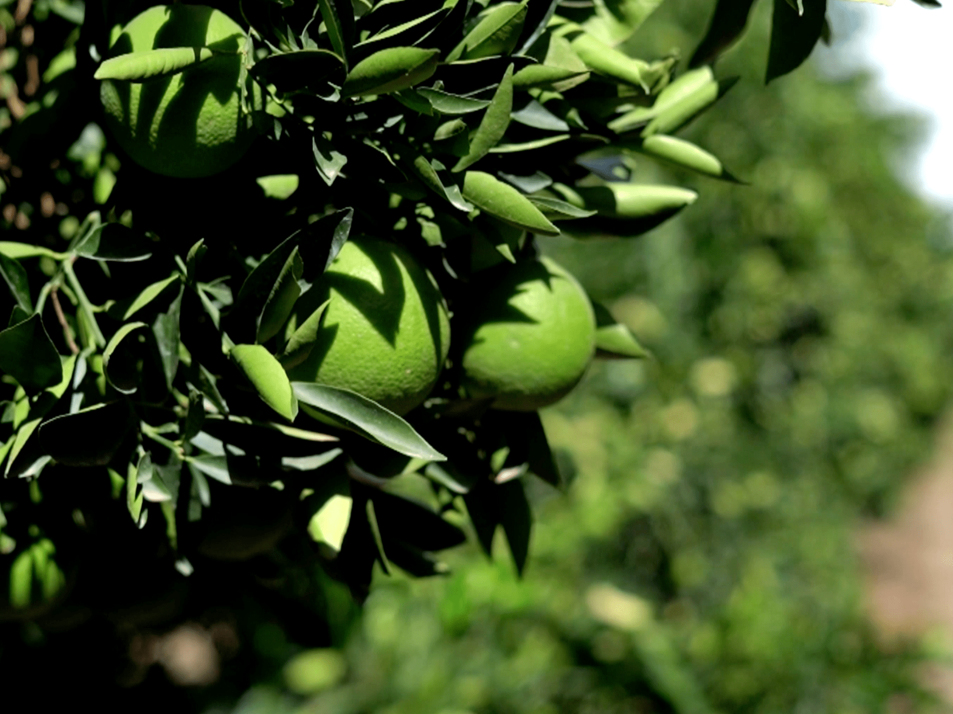 South African fruit exports face delays as Iran war disrupts shipping