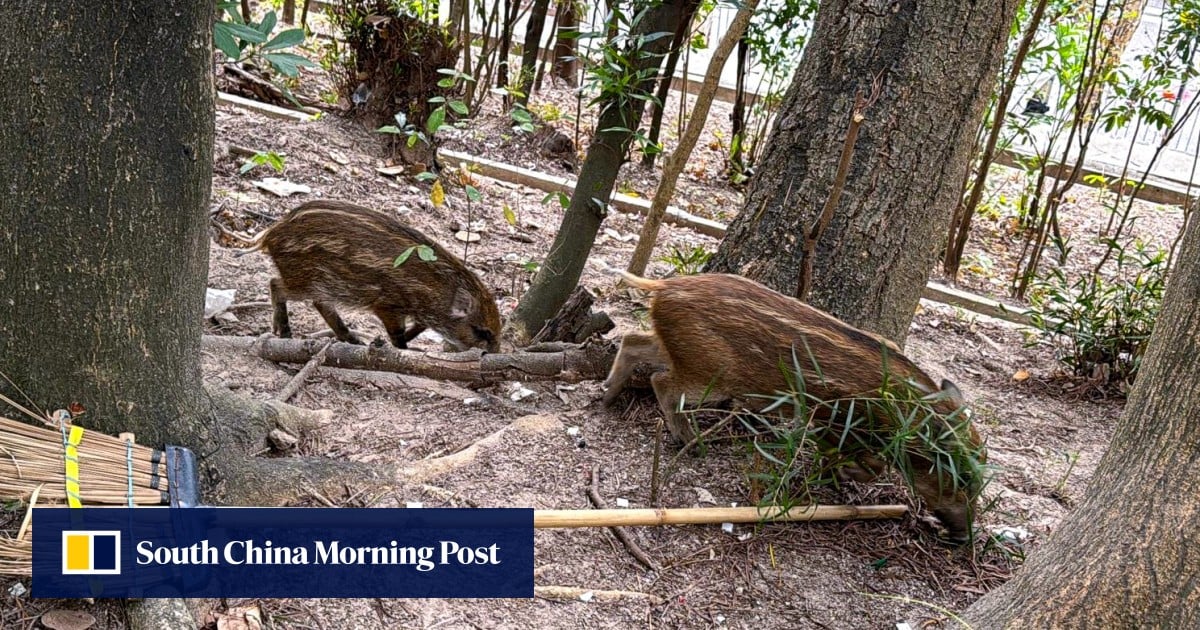 8 wild boars captured, put down after wandering into Hong Kong’s Wong Tai Sin