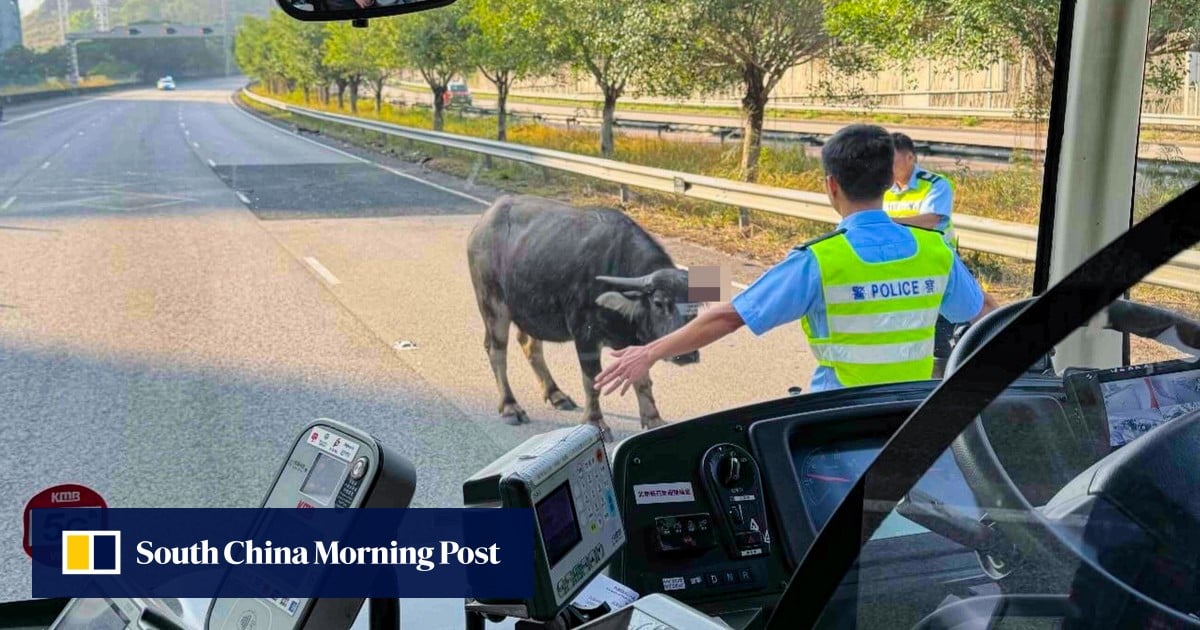Injured buffalo brings rush-hour traffic to a standstill on Hong Kong highway
