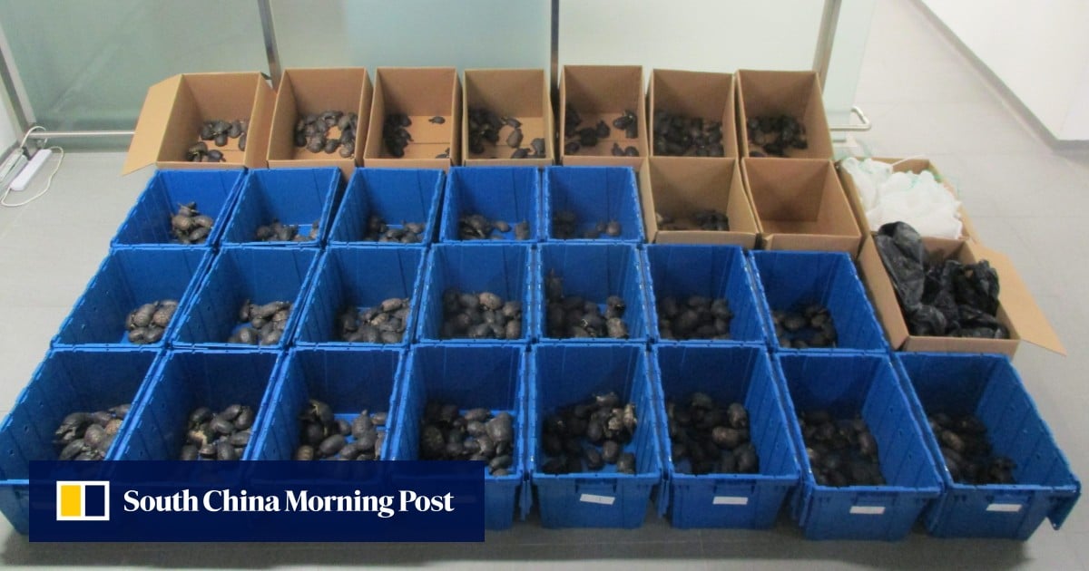 Hong Kong customs seizes nearly 1,000 smuggled turtles worth HK$1 million