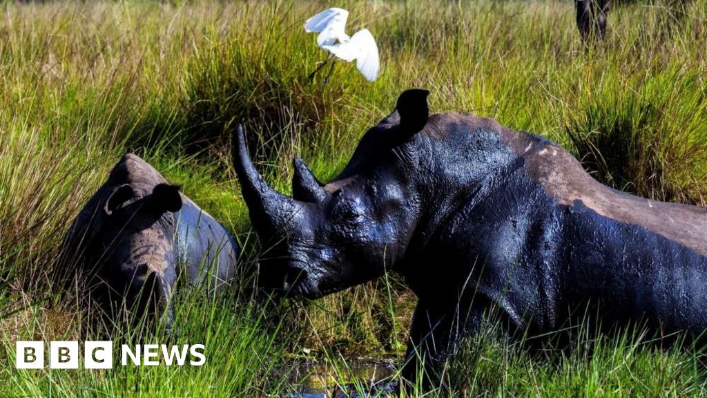 Forty years after the last one was poached rhinos are back in the wild in Uganda