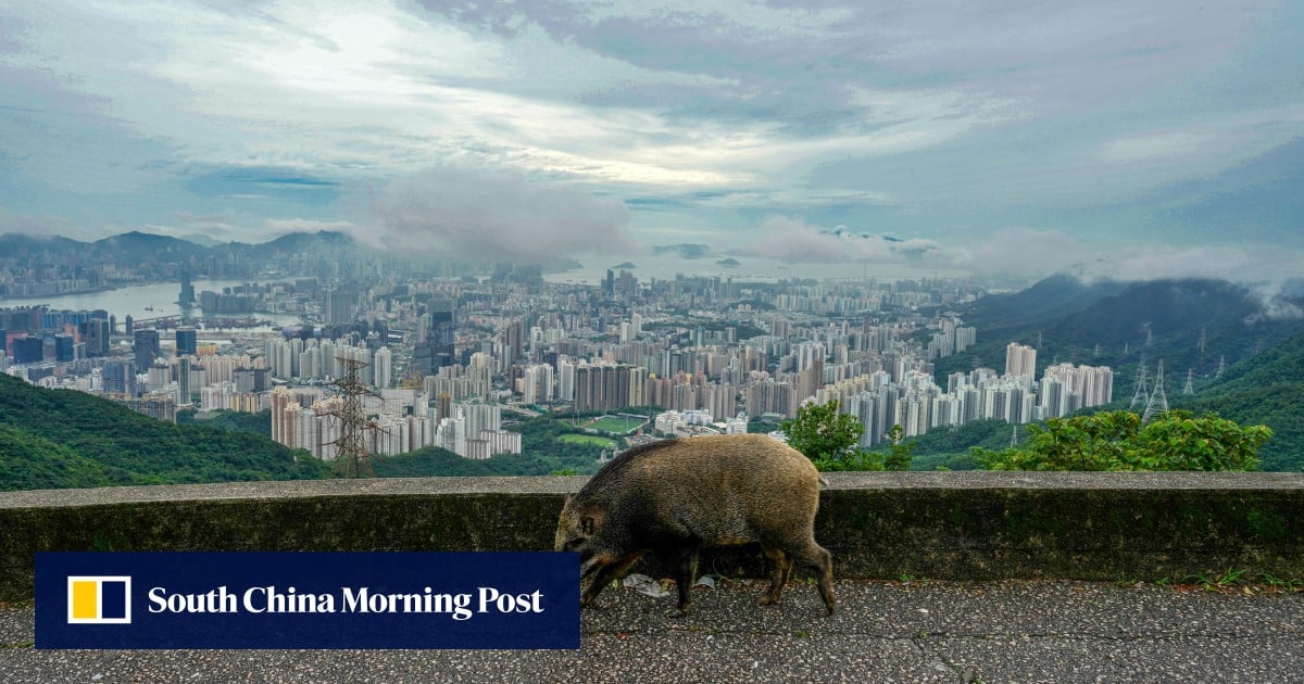 Call for review over how Hong Kong manages wild boars and buffaloes