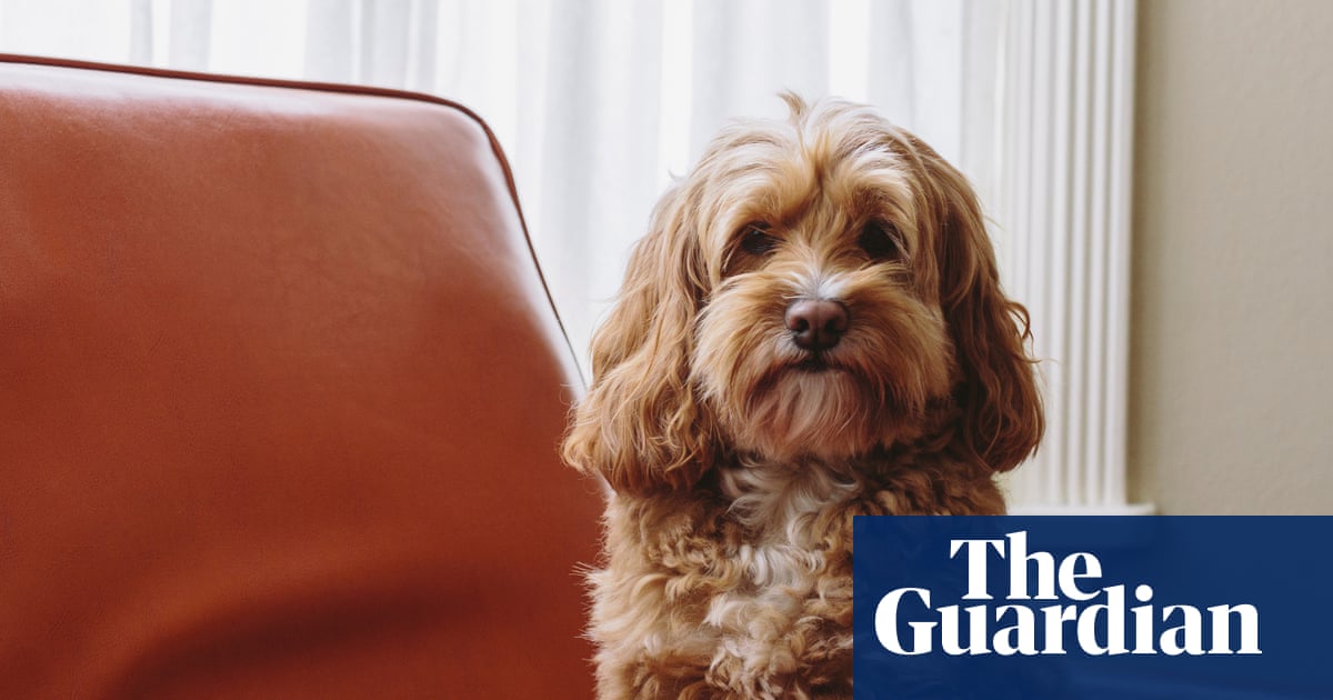Crossbreed dogs show more behavioural problems than pure breeds, study suggests