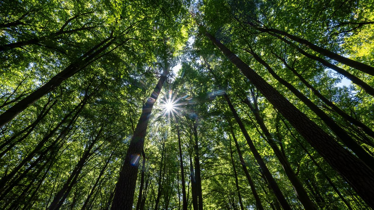 Wo Wälder die Erde kühlen - und wo nicht