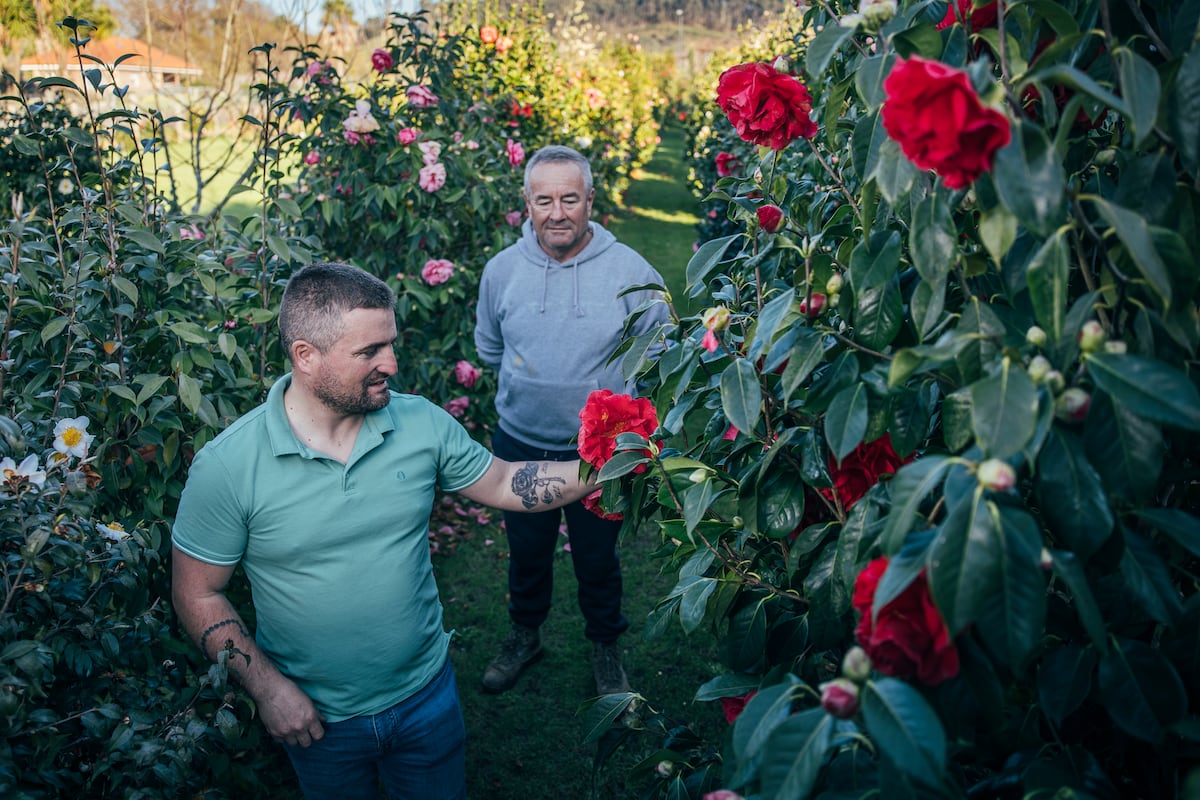 Coleccionistas de camelias: los codiciados santuarios secretos de Galicia que compiten por tener flores únicas