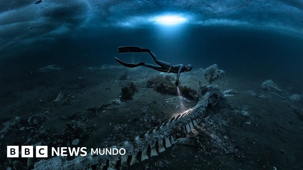 Las imágenes de los cementerios de ballenas que transforman las profundidades del mar