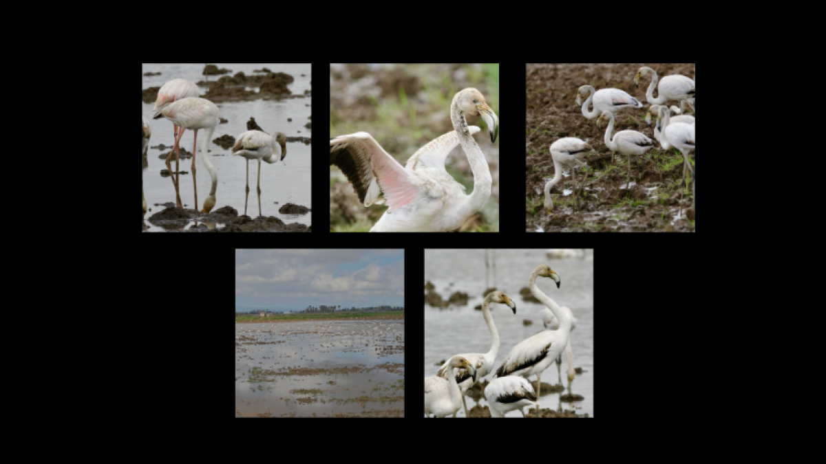 
                                                                                                                                   Los flamencos del Delta del Ebro
                                                                                                                               