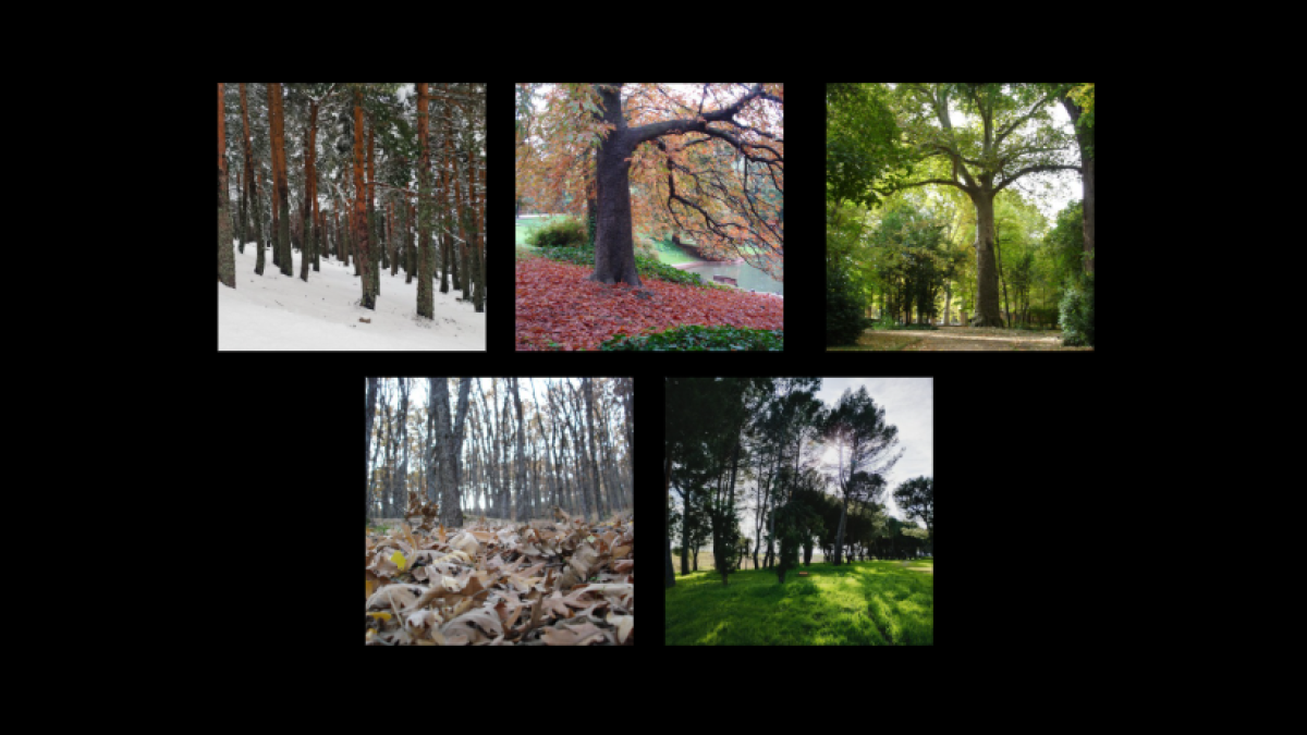 
                                                                                                                                                      Larga vida a los árboles
                                                                                                                                                  