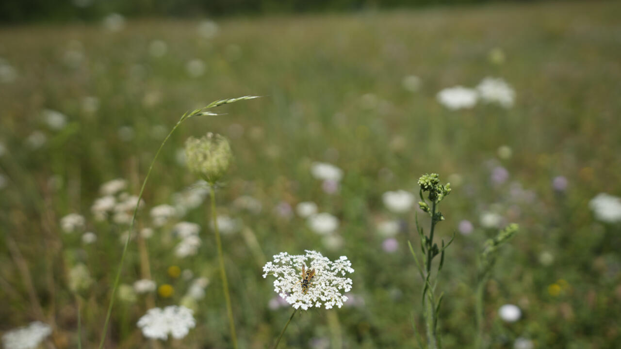 La pollution atmosphérique accentuée par l'arrivée précoce des pollens en Europe