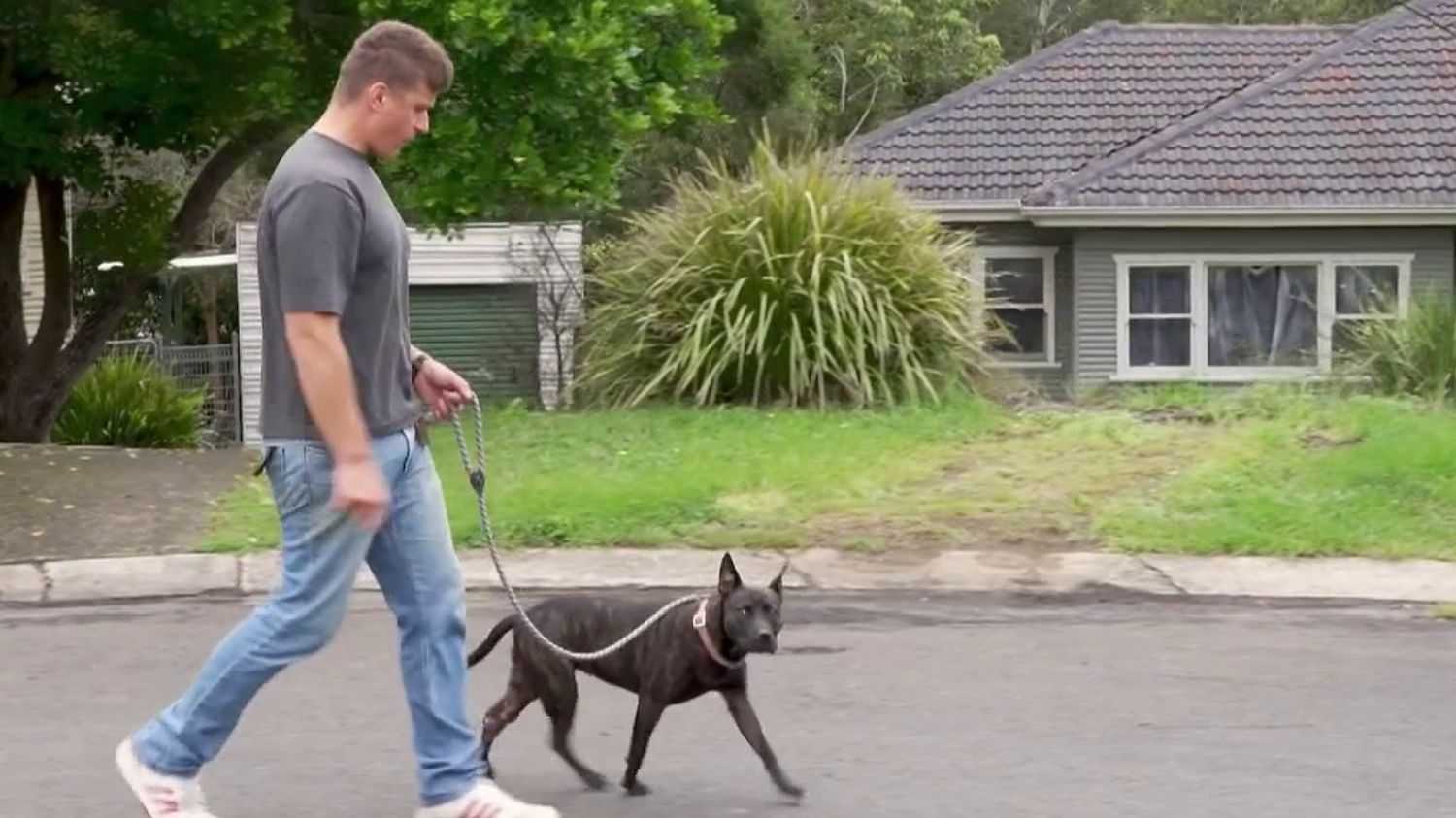 Il parvient à développer un vaccin pour soigner son chien grâce à une intelligence artificielle