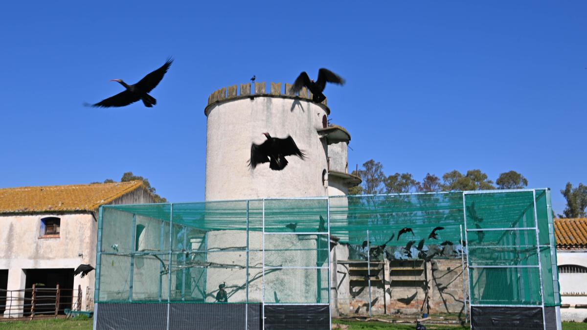 
                                               Catalunya reintroduce el ibis eremita, la especie que aprendió a migrar en ultraligero
                                           