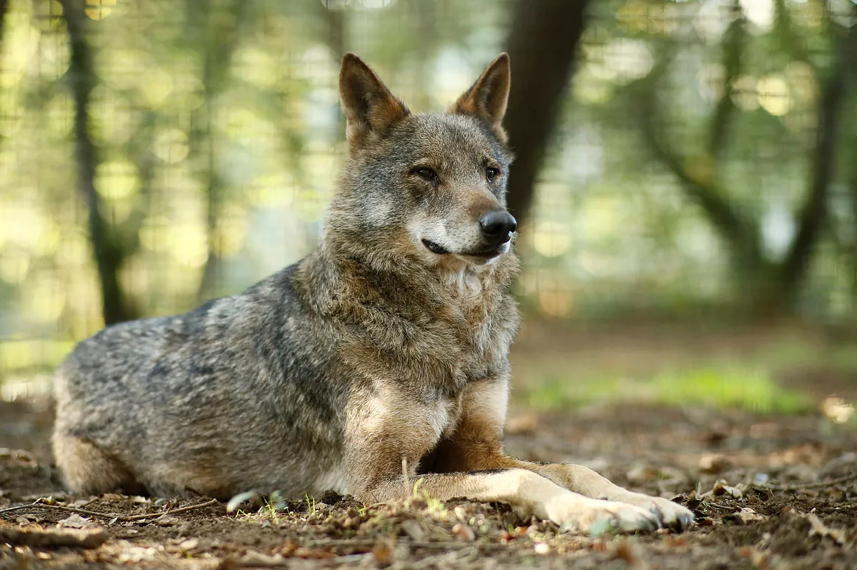 El veto judicial a las batidas agrava la crisis del lobo en Galicia: "Nos están obligando a abandonar", denuncian los ganaderos