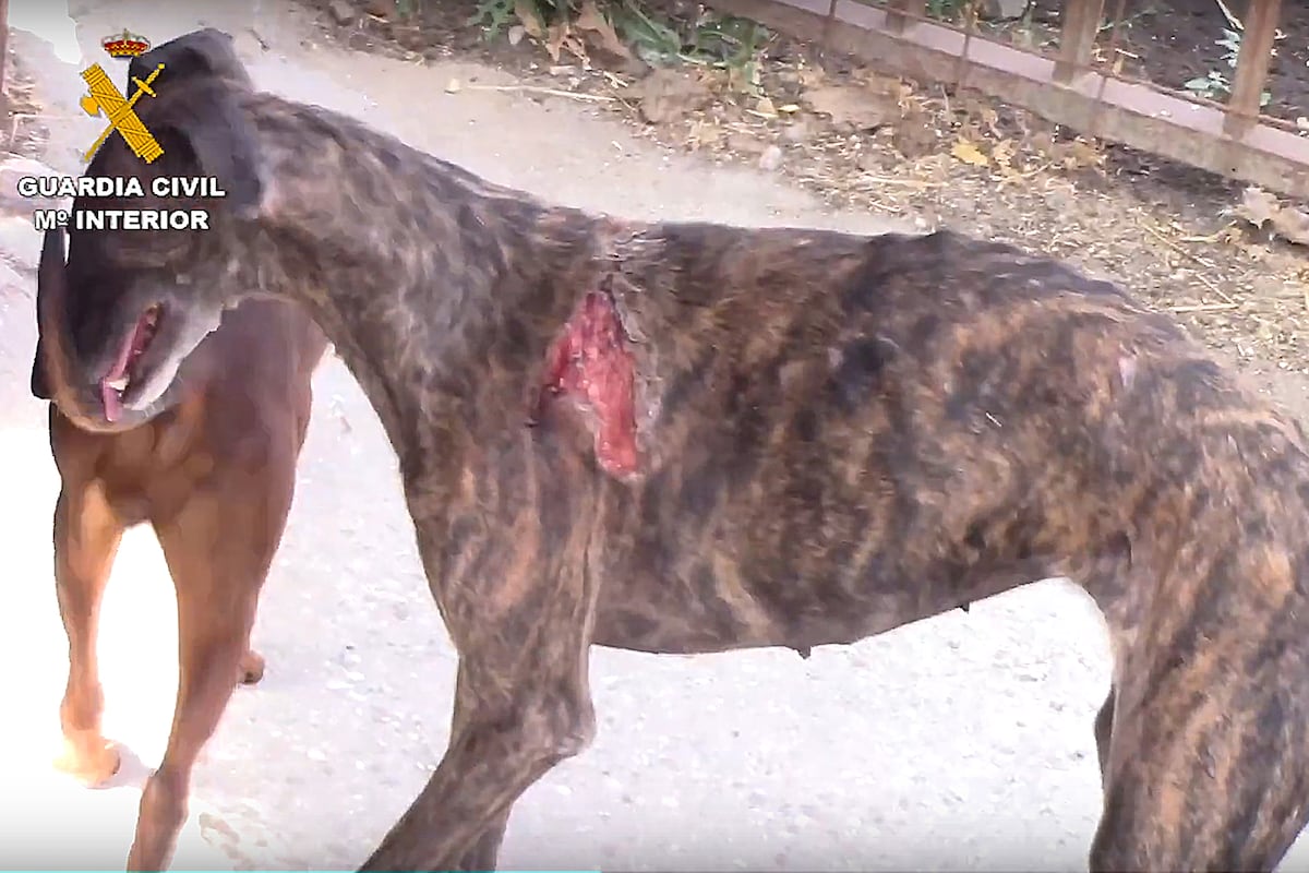 El ‘vampiro de Humanes’, que vendía sangre a clínicas, se matricula en Veterinaria y se salta la prohibición  de mantenerse lejos de animales