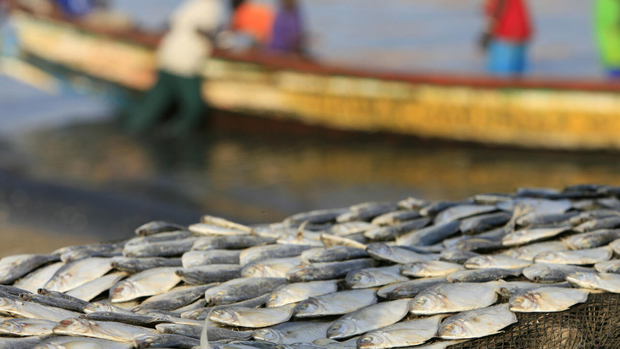 Sénégal: importante saisie de poissons juvéniles dont la pêche rarifie les ressources
