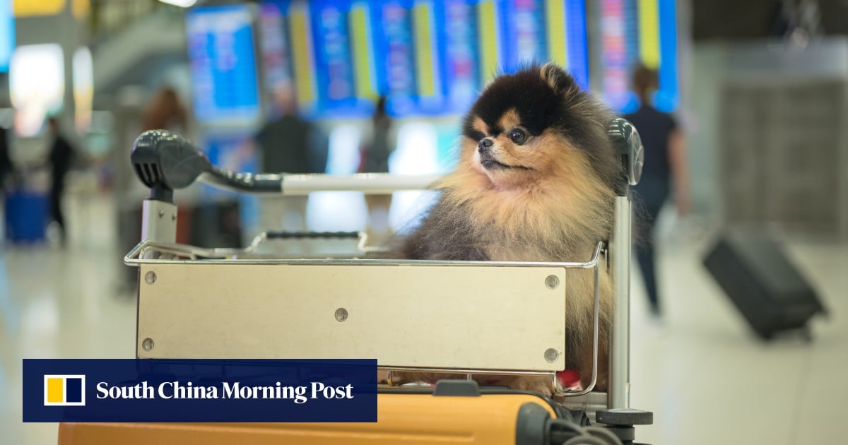 Hongkongers in UAE urge rethink of home city’s 120-day quarantine for cats, dogs