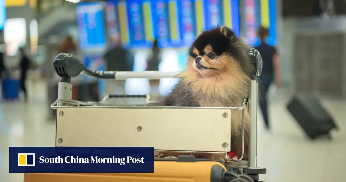 Hongkongers in UAE urge rethink of home city’s 120-day quarantine for cats, dogs