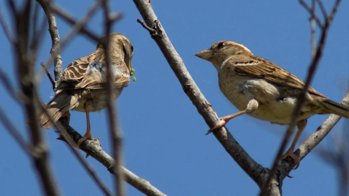
                                                           El canto de los pájaros por las mañanas podría convertirse en el mejor antiestrés natural, según la ciencia
                                                       