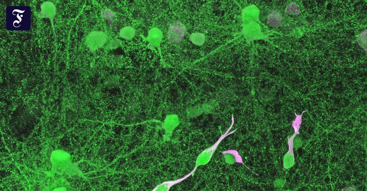 Krebsmedizin: Die Biohacker in meinem Leib