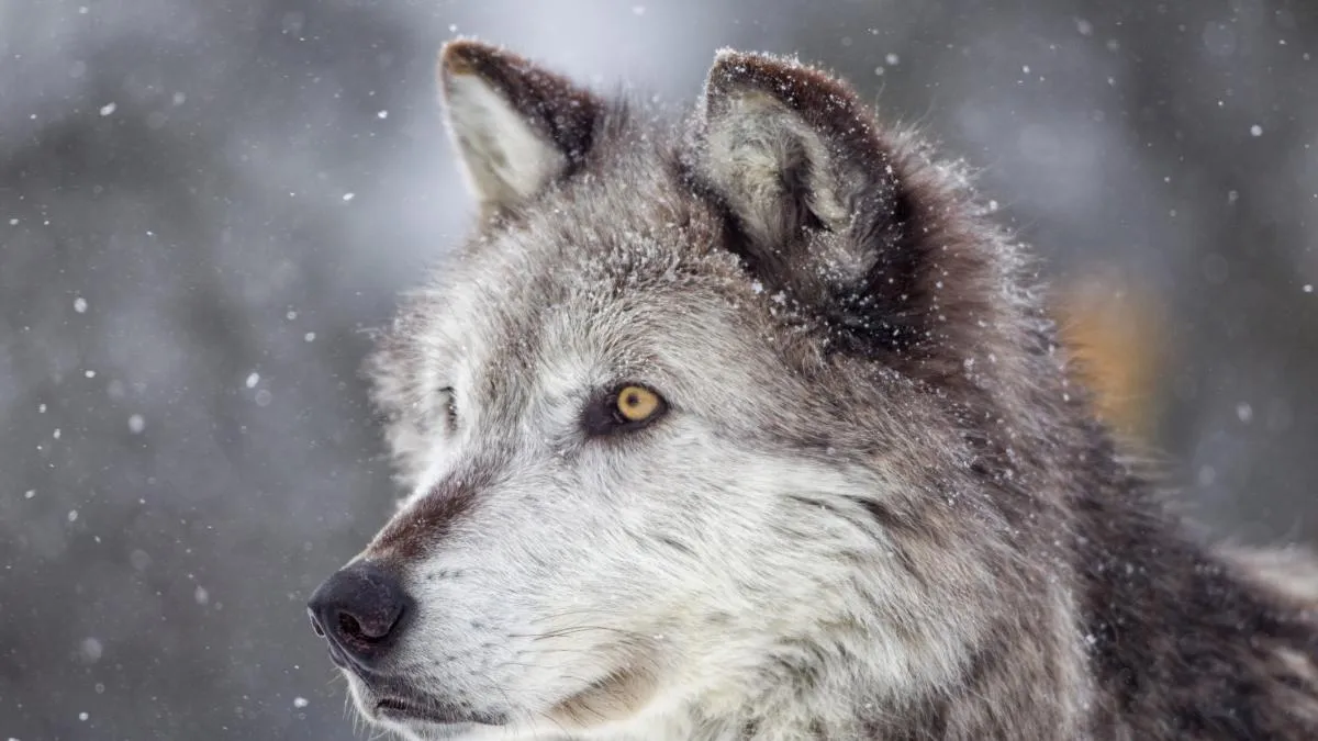 
                                                                            Turquía, el lobo discreto
                                                                        