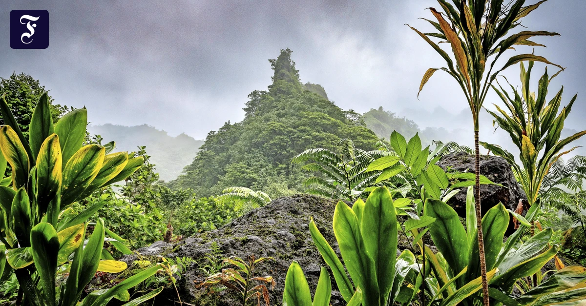 Wandern auf Tahiti: In das grüne Herz der Südsee