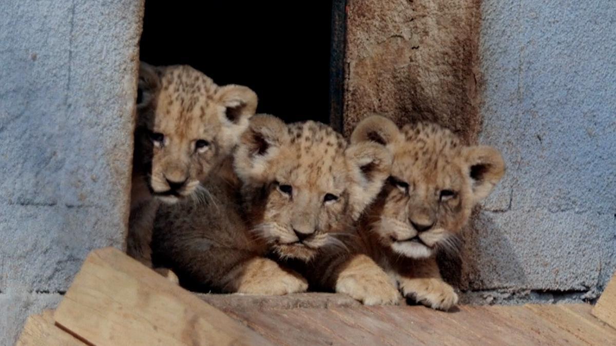 
                               Presentación en sociedad de tres cachorros de león africano en Bulgaria
                           