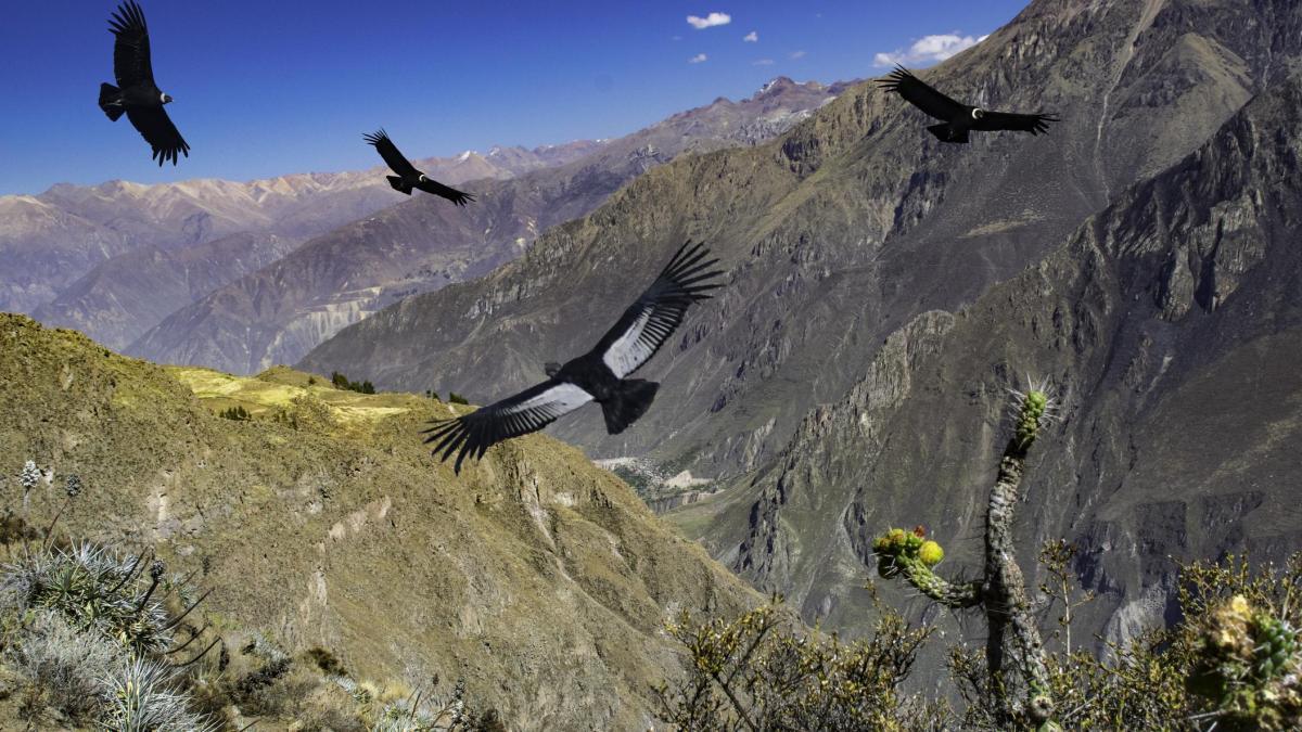 
                                                                                                                    Colca, el cañón peruano donde vuelan los cóndores, origen del río Amazonas
                                                                                                                