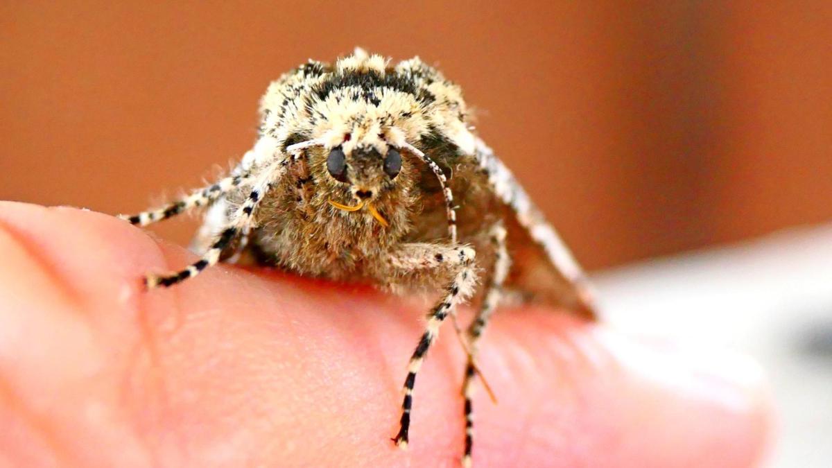 La polilla, ejemplo del efecto de la contaminación