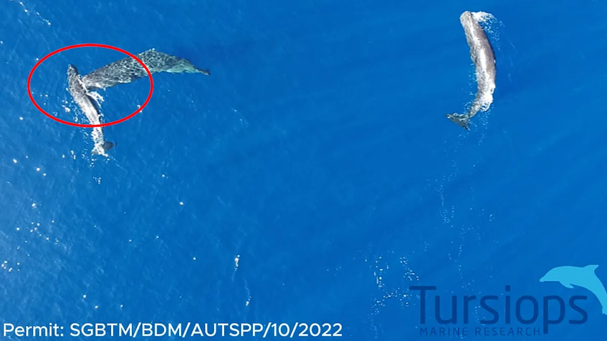 El ataque que inspiró Moby Dick no era un mito: científicos graban por primera vez a cachalotes dándose cabezazos