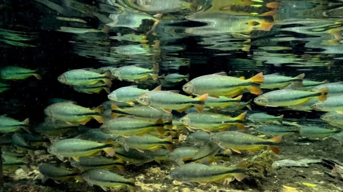 COP15 au Brésil: baleines, oiseaux, poissons, un déclin alarmant des espèces migratrices