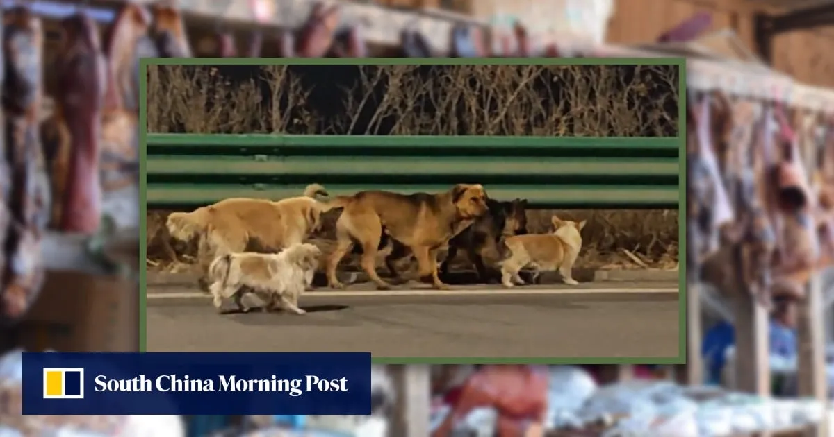 Heartwarming tale of 7 dogs’ escape from captivity in China garners 230 million views
