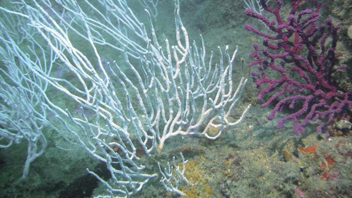 La exposición prolongada a microplásticos altera el metabolismo de las gorgonias mediterráneas