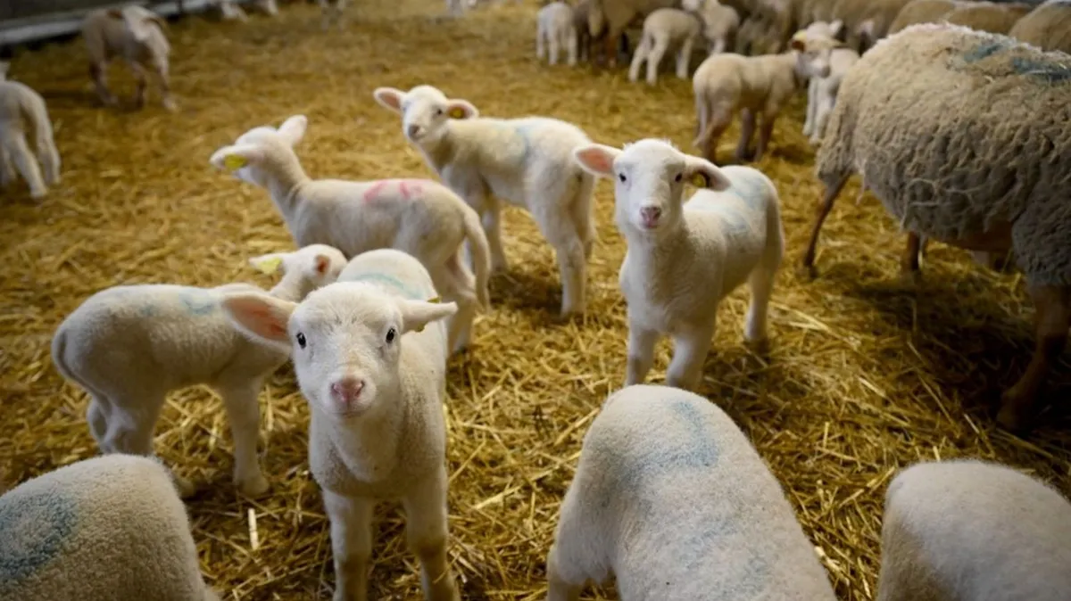 "On risque d'avoir une perte de valeur de l'agneau français" : la filière ovine s'inquiète d'un possible accord commercial entre l'UE et l'Australie