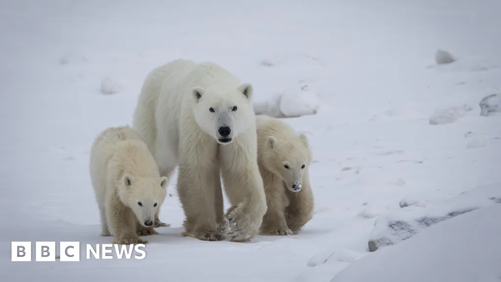 Polar bear mother adopts cub in rarely documented case