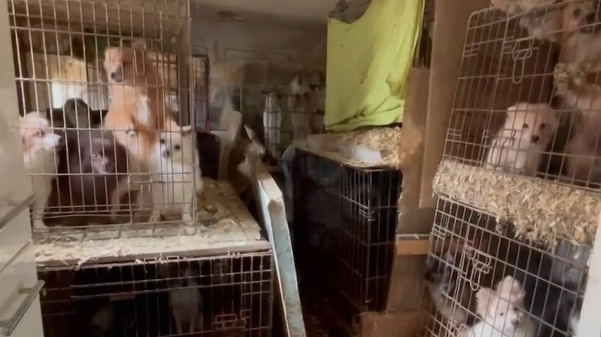 Dans le Var, un élevage clandestin d'animaux démantelé par les gendarmes