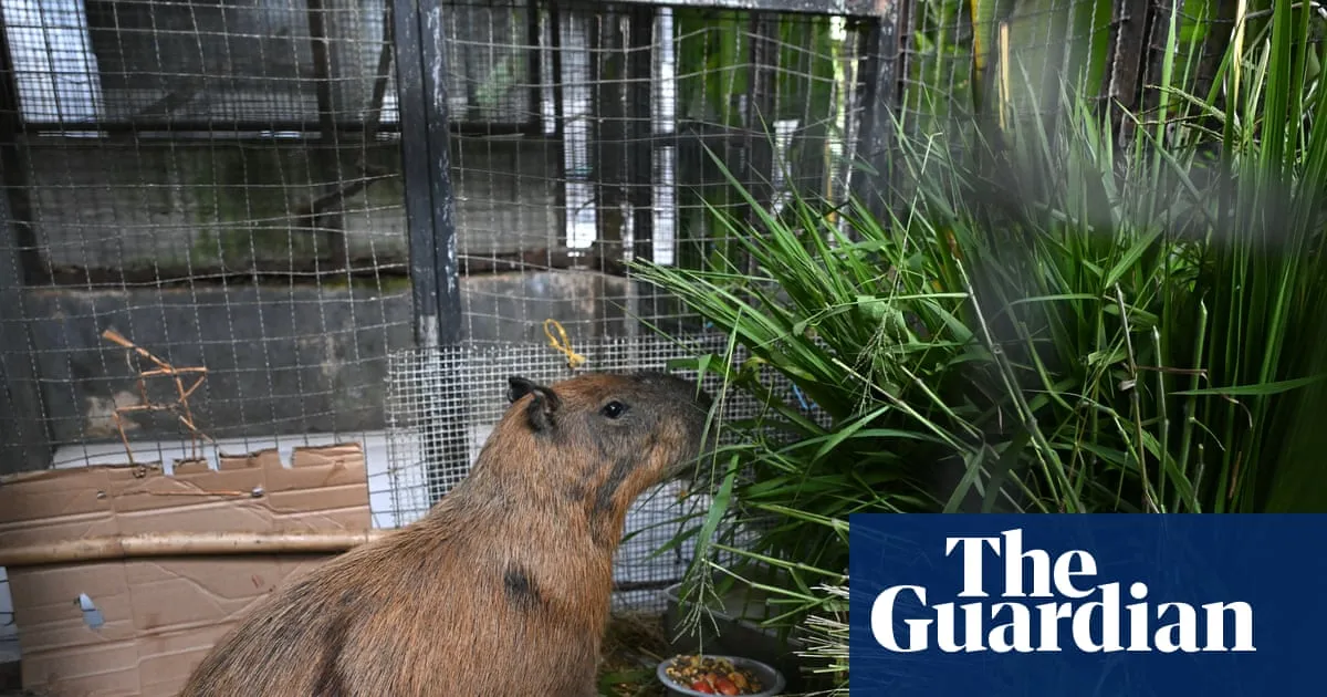 Eight arrested for ‘brutal’ attack on capybara in Brazil