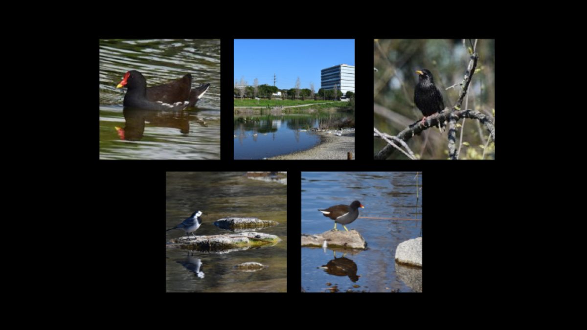 
                                                                                                                       Primavera en el estanque de la Guinardera
                                                                                                                   